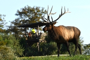Elk Viewing Tower