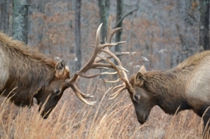 Dueling Elk