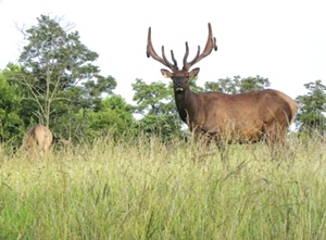 Tennessee Wildlife Federation