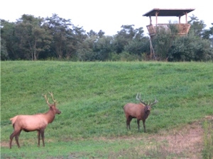 The Chattanoogan: 10 Years Of Elk Viewing Experiences