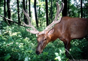 Velvet Antlers