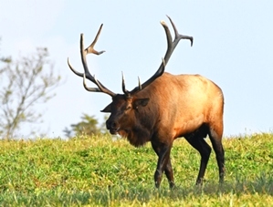 TN Elk