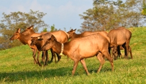 Dr. David Sloas Wildlife Photography