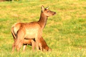 Dr. David Sloas Hatfield Knob Elk Collection