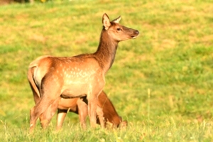 Dr. David Sloas Hatfield Knob Elk Collection