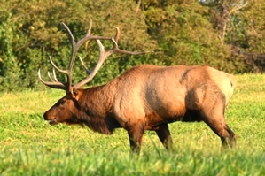 Dr. David Sloas Hatfield Knob Elk Collection