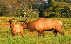 Dr. David Sloas Hatfield Knob Elk Collection