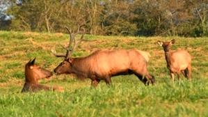 Dr. David Sloas Hatfield Knob Elk Collection