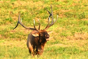 Dr. David Sloas Hatfield Knob Elk Collection