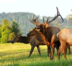 Dr. David Sloas Hatfield Knob Elk Collection