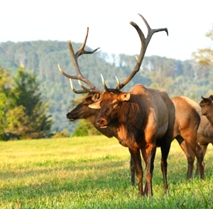 Dr. David Sloas Hatfield Knob Elk Collection