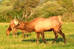 Dr. David Sloas Hatfield Knob Elk Collection