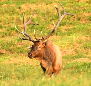 Dr. David Sloas Hatfield Knob Elk Collection