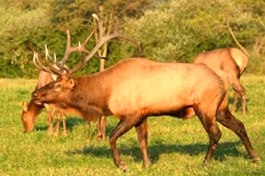 Dr. David Sloas Hatfield Knob Elk Collection