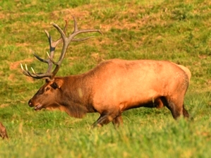 Dr. David Sloas Hatfield Knob Elk Collection