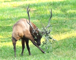 Dr. David Sloas Hatfield Knob Elk Collection