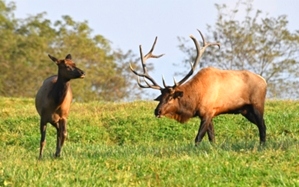 Dr. David Sloas Hatfield Knob Elk Collection