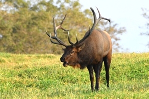 Dr. David Sloas Hatfield Knob Elk Collection