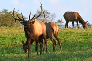 Dr. David Sloas Hatfield Knob Elk Collection