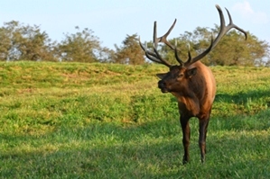 Dr. David Sloas Hatfield Knob Elk Collection