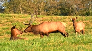 Tennessee Elk Viewing Tower