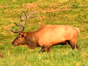 Tennessee Elk Viewing Tower